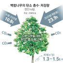 ‘탄소 먹는 하마’ 백합나무, 소나무 2.7배 흡수… 목재 가치도 높아 이미지
