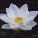 서포농협주유소 이미지