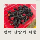 모곡길 | 평택 야외 농촌 체험 아이와 함께 산딸기 오디 체험