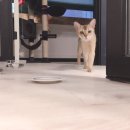 위대한캣츠빌 이미지