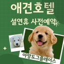 아망도그플레이스 이미지