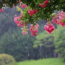 배롱나무거리 이미지