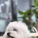 강아지 마법사 골드맘 이미지