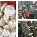 삼다감귤영농조합법인 이미지