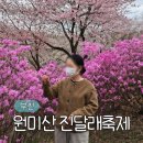 소사로700번길 | 부천 원미산 진달래축제 4월 일정 기간 개화 주차