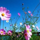 코스모스 이미지