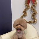 애견샵 컬리독 이미지