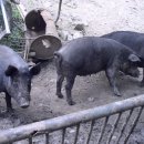 방목흑돼지 이미지