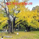 원동길 | 청도 천연기념물 은행나무 명소 적천사 은행나무 제대로 물들었네(물드는 시기, 주차정보)