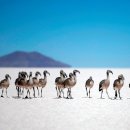 우유니(UYUNI) 이미지