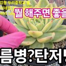 장마 전에 꼭 해주면 좋은것은? 무름병 탄저병 예방 다육이 칼슘 엔힙칼슘 이미지