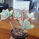 청성농협 이미지