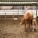 홍성한우 이미지