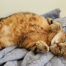 고양이호텔 윤집사 이미지