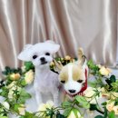 도꾸살롱 이미지