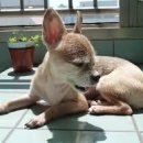 광양동물메디컬센터 이미지