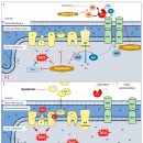 H1299 | 미토콘드리아를 표적으로 하는 약물