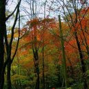 10/18(금) 멸종위기 희귀식물의 보고_점봉산 곰배령 이미지