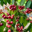 장자농장 이미지