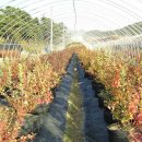 제이농장 이미지