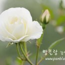 칠월밤 이미지