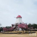 신안 임자도 튤립공원 홍매화 정원 주말 다녀온 후기 #신안홍매화축제