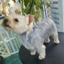 그루밍 캐나다 이미지