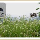 아우라지역 이미지