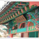 황금산뿌리