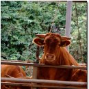 횡성한우 이미지