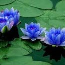 디지털스킨 이미지