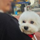 쌍금이네 이미지