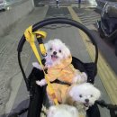 댕카 미용실 이미지