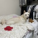 엘레강스최 | 위아원 CRVT 처하자