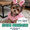 고덕로 83길 | 여아 중성화 수술 고민 중이신가요?2kg 소형견 암컷 중성화 수술 후기/OHE [피카소 동물병원]