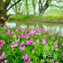 창녕관광안내소 | [ 경남 창녕 ] 생태체험 따오기 탐조 탐방 우포늪 자운영 사진 날씨 좋은 날 추천(주차장)