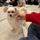 찌꼬뽀꼬 광안펫스테이션점 | 부산 강아지 카페 유기견을 돕는 애견카페 피피피 펫스테이션점