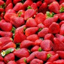 딸기 이미지