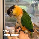 앵무타운 | 양평 키즈카페 추천 앵무새 카페 앵무타운 체험 후기