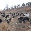 약산 흑염소 이미지