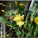 환타지아 이미지