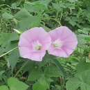 금음체질의 특성(세부적고찰) 이미지