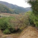 백일홍상사 이미지