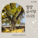 백곡재 | 🍂 황금빛 절정을 만난 밀양 금시당 백곡재 은행나무! (11월 23일 방문 후기)