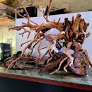 플랜츠비 이미지