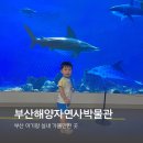 카페051국제금강펜테리움점 | 부산해양자연사박물관 예약 주차 무료관람 동래 들락날락