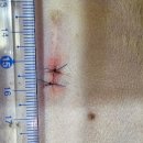 향남메디동물병원 이미지