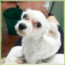 예쁜강아지 이미지