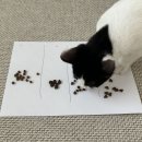 휴먼앤팜 | [사료] 고양이 건사료 테스트 후기 모음집🍱