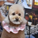 콜라네 펫살롱 이미지